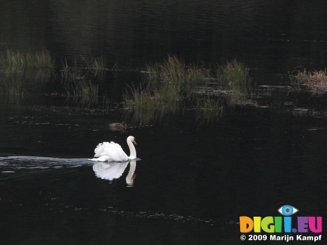 SX10574 White Mute Swan (Cygnus Olor) in Talybont Reservoir